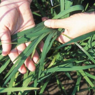 Two hands holding long green leaf stems that are identifed as part of rice over brown soil.