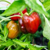 Red and yellowish red peppers hang from bright green leaves on soil.
