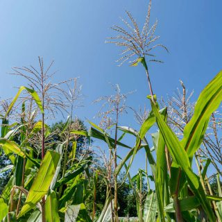 Bright green stalks of young corn shot from below with a bright blue sky behind them. Small specks of yellowish seeds branching off the tallest green spikes.