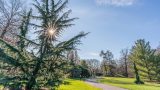 Conifers with the sun shining through them