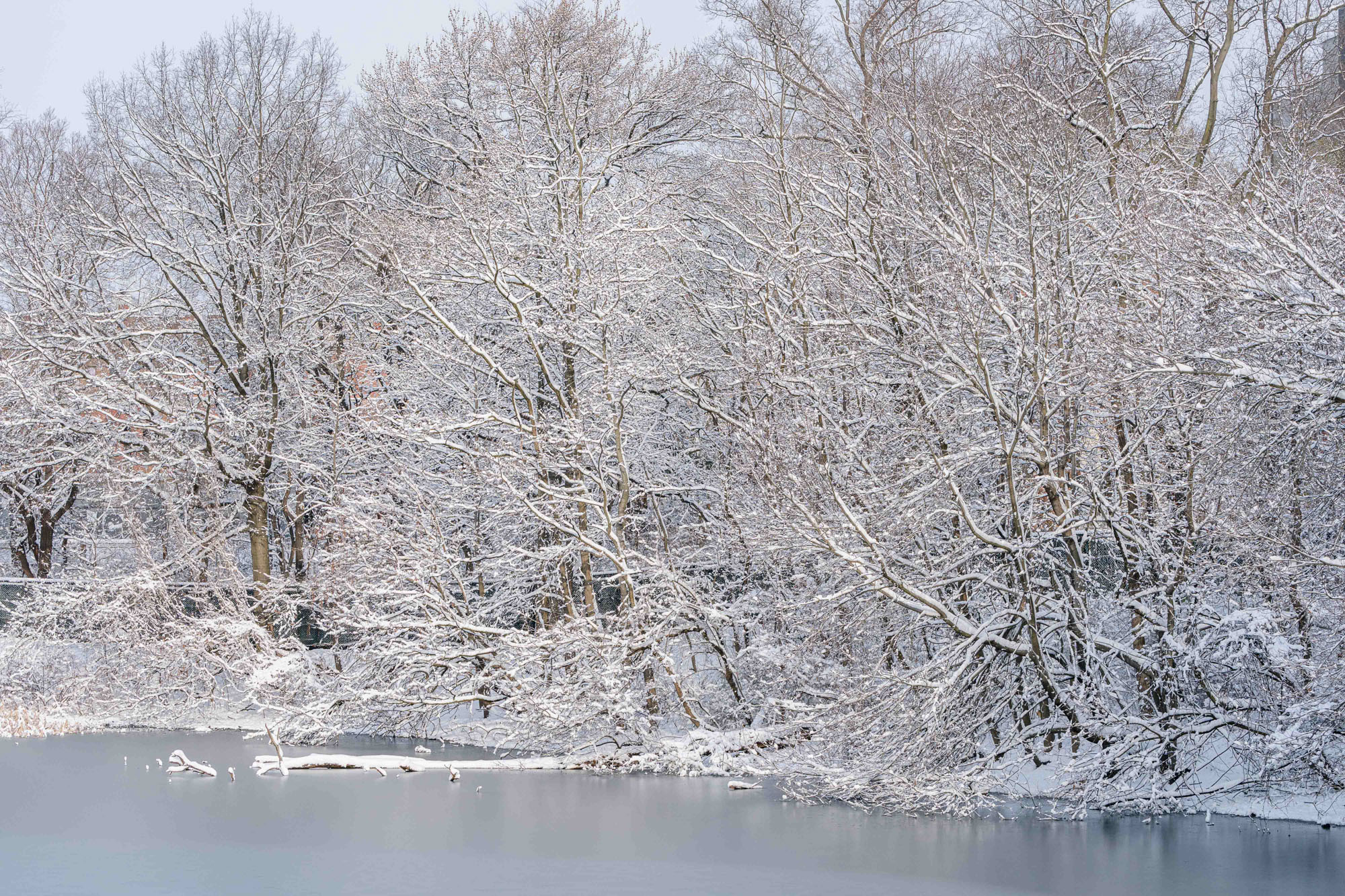 A snowy forest gleams along the banks of an icy river