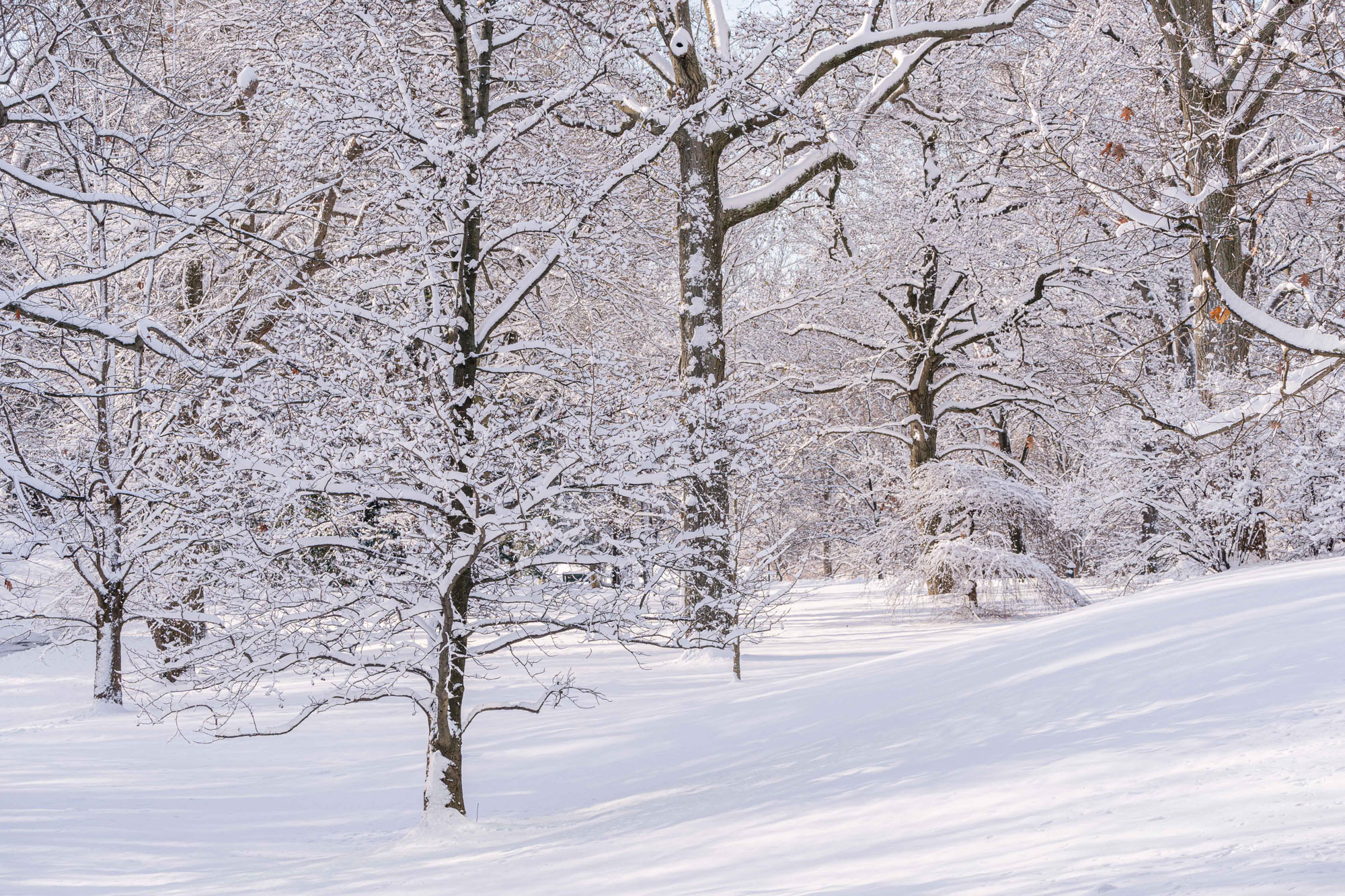 Snow covers stands of trees in a bright winter landscape