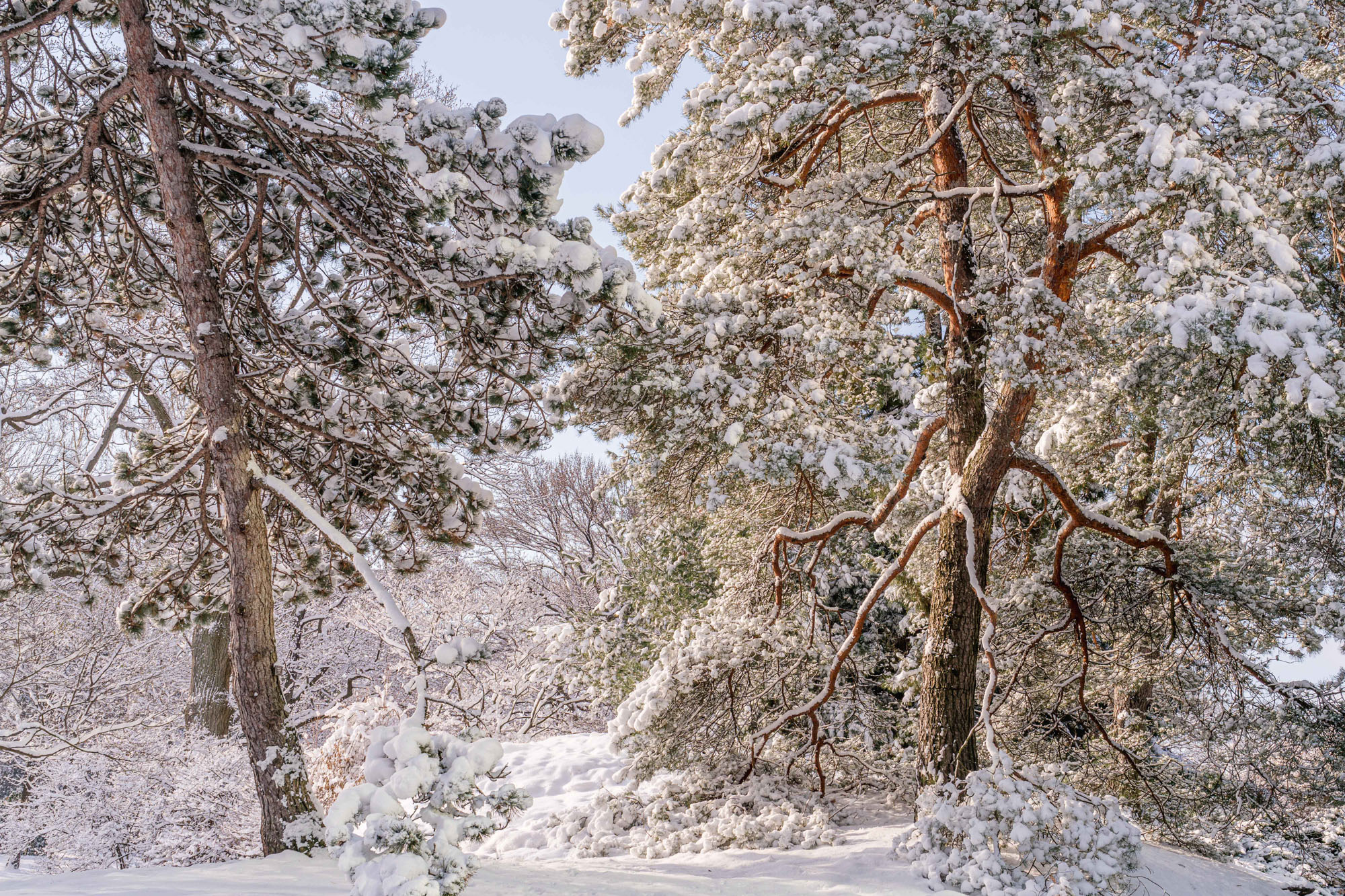 Snowy conifers stand in the sunlight, needles rhimed with ice