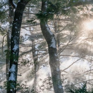 Sun shines through a forest as snow falls on the trees