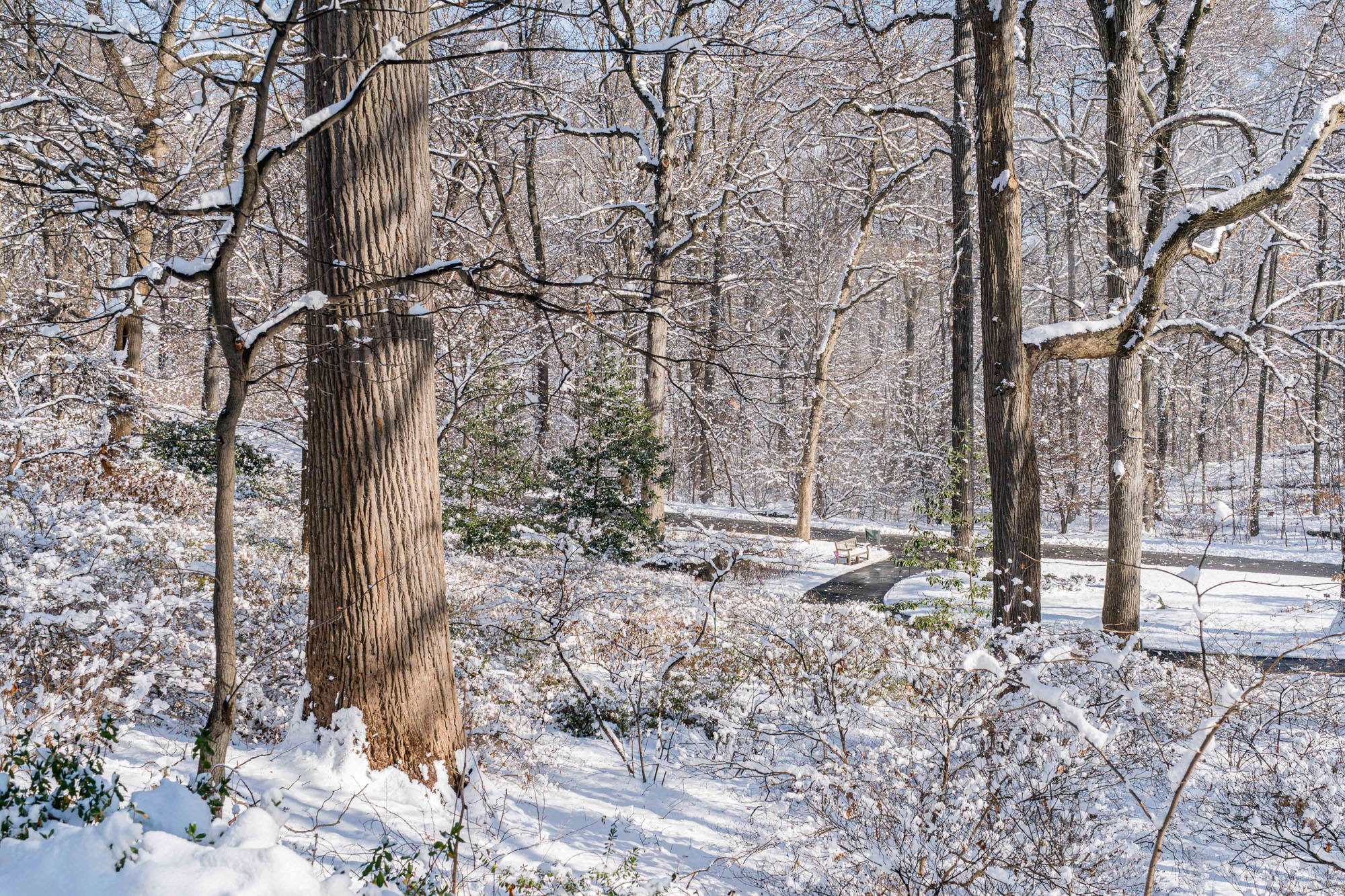 A snowy forest scene on a sunny day