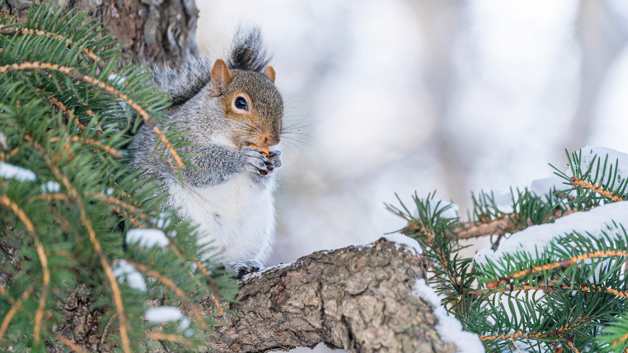 A squirrel eats a nut in a conifer among snow