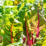 Bright red center stalks surrounded by leaffy green leaves take up the entire visual space.