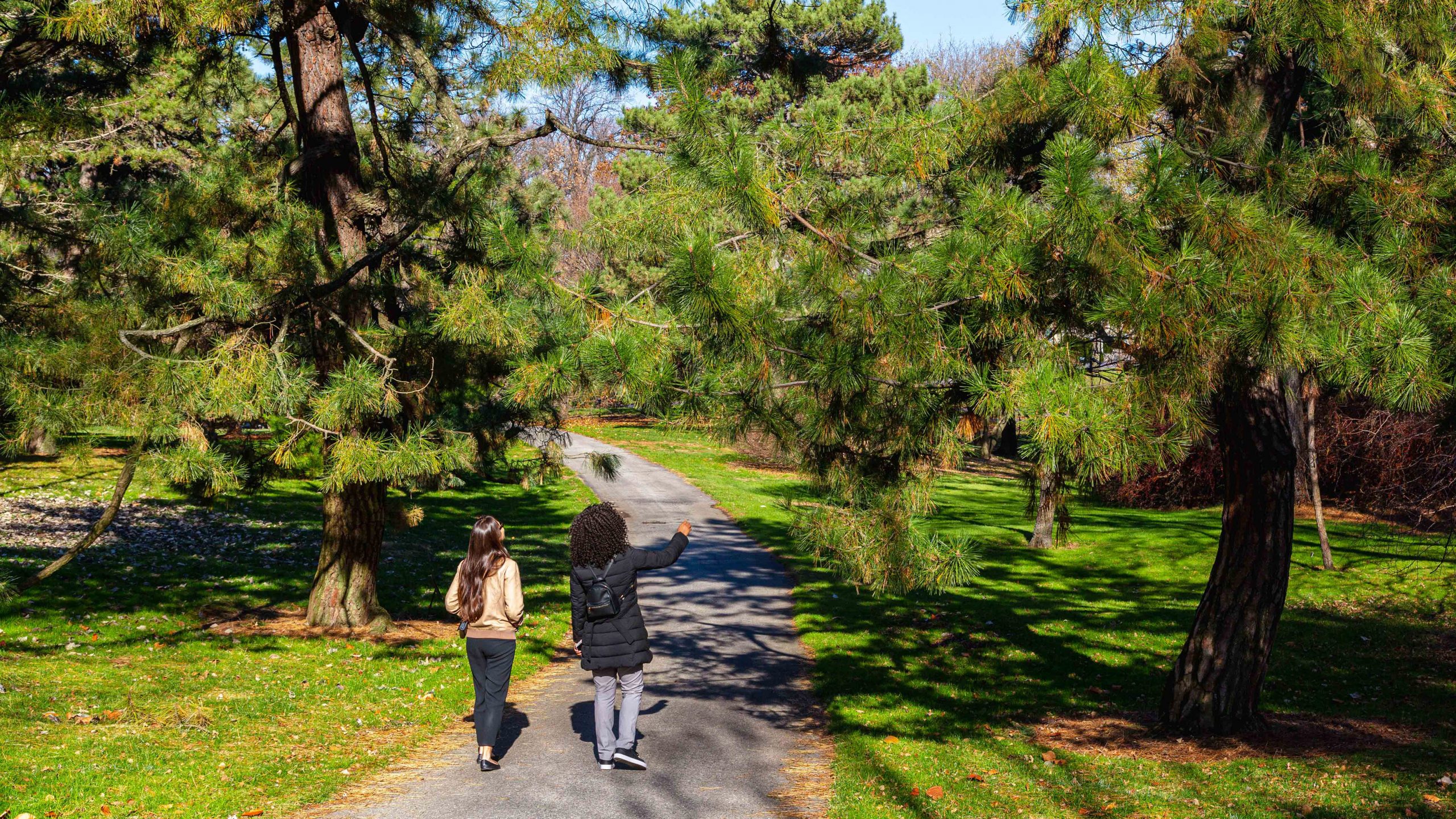 Two people walk along a path lined with conifers in the sunlight