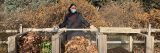 Person standing in front of three bins of leaves, in various stages of composting in a light wooden structure. The person is wearing a blue mask and dark colored coat and standing in front of yellow leaved bushes.