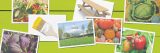 Collage of images featuring pumpkins, cabbage, peppers, a paintbrush, table, and Conservatory with a lime green background