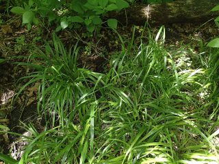 Thin strands of green grasses overlapping each other tightly on the floor with a little bit of brown soil showing in the back.