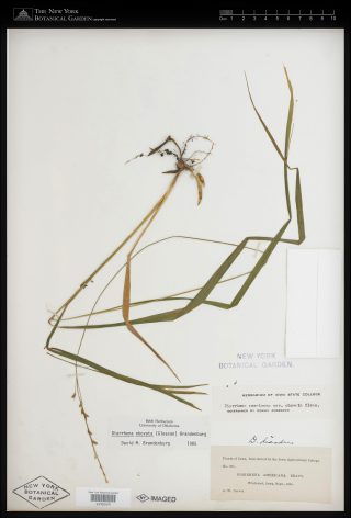 Ivory paper with long strands of dried dark green and yellowed grass specimen, laid out on a page as a herbarium specimen.