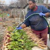 a person watering radishes on a table