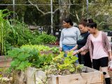 Three people in a Bronx community garden looking at a garden bed