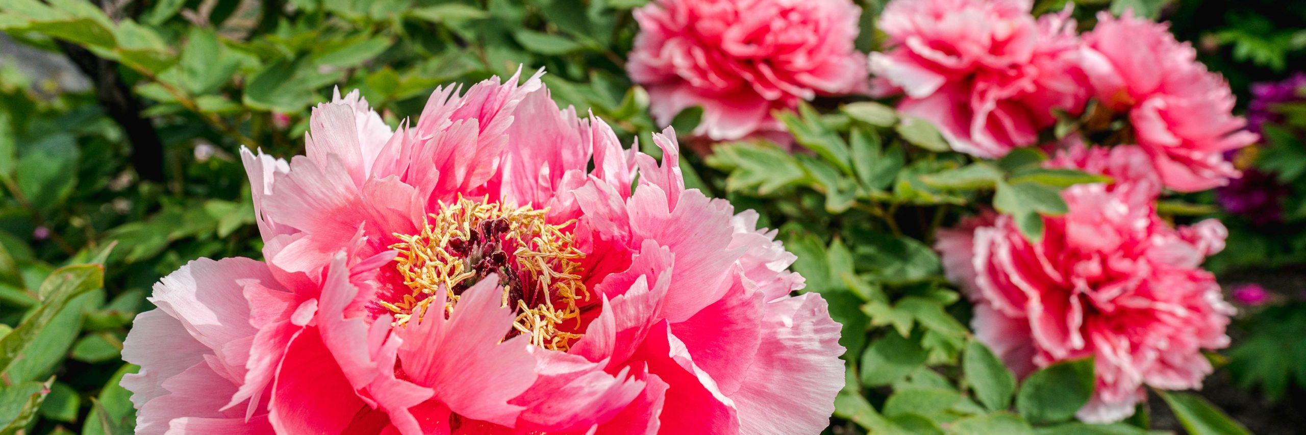 Spring Classes » New York Botanical Garden