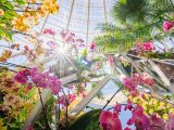 Sun bursting through the Conservatory with yellow and pink orchidss