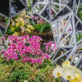 Mirrors and pink orchids