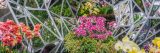 mirrors and pink orchids
