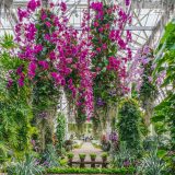 The Orchid Show: Jeff Leatham's Kaleidoscope