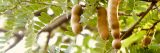 Knobby brown seed pods hang down from branches covered in ovate green leaves