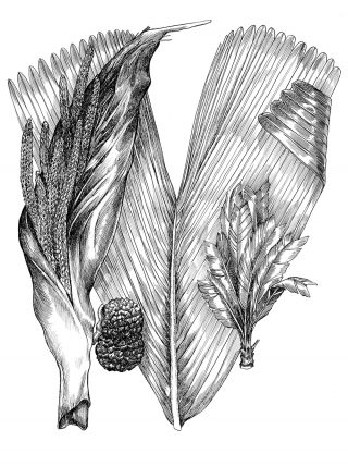 A monochromatic illustration of a palm leaf complete with fruits and other forms of the plant