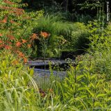 Orange flowers grow on long stems among green foliage, with shrubs and a water feature visible in the near distance