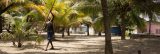 A man with a pole-shaped tool works to remove something from a palm tree