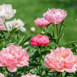 Pom-pom shaped flowers in pink and white bloom among green foliage