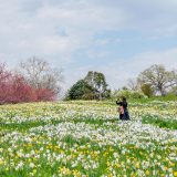 woman taking a picture standing in a daffodil field
