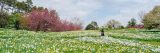 woman taking a picture standing in a daffodil field