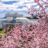 Bright pink flowers fill the air among a tree's branches with a Conservatory visible in the background, beneath a blue sky