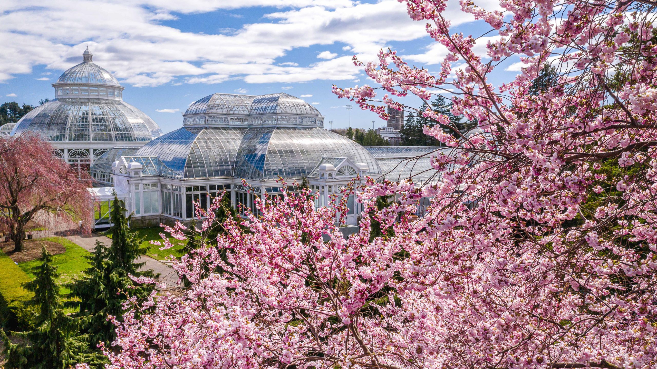 Clouds of pink flowers bloom on a tree in the foreground, while a Conservatory dome and blue sky fill the background