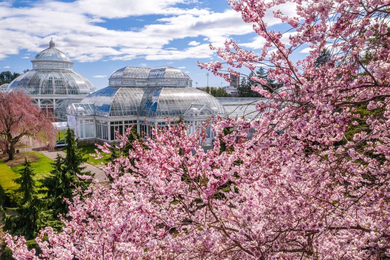 A cloud of pink flowers blooms on a tree in the foreground, with a conservatory dome under a blue sky in the background