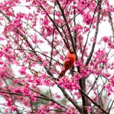a red cardinal perched in tree