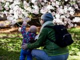 Parent and child admiring the cherry blossoms