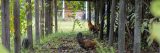 A pair of brown chickens pecks for food under a farm structure