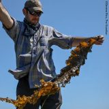 A man in a baseball cap, sunglasses, and a blue flannel shirt lifts up a long, flowing piece of brown seaweed before a blue sky