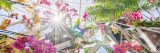 sun bursting through the Conservatory onto pink and yellow orchids