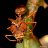 Magnified many times, a red ant's details can be seen up close on a plant stem