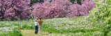 two people standing in Daffodil Hill admiring the blooms