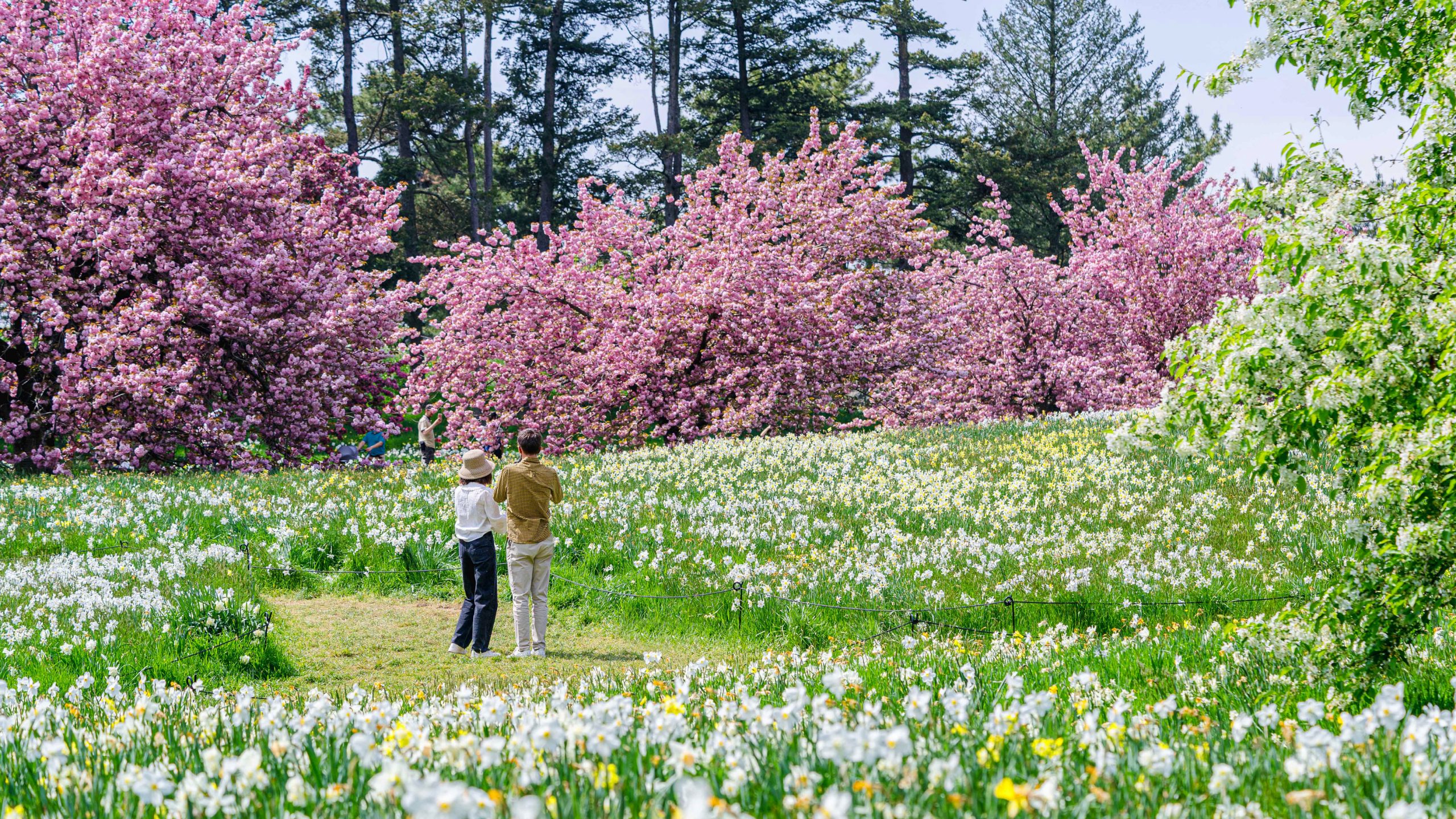 two people standing in Daffodil Hill admiring the blooms