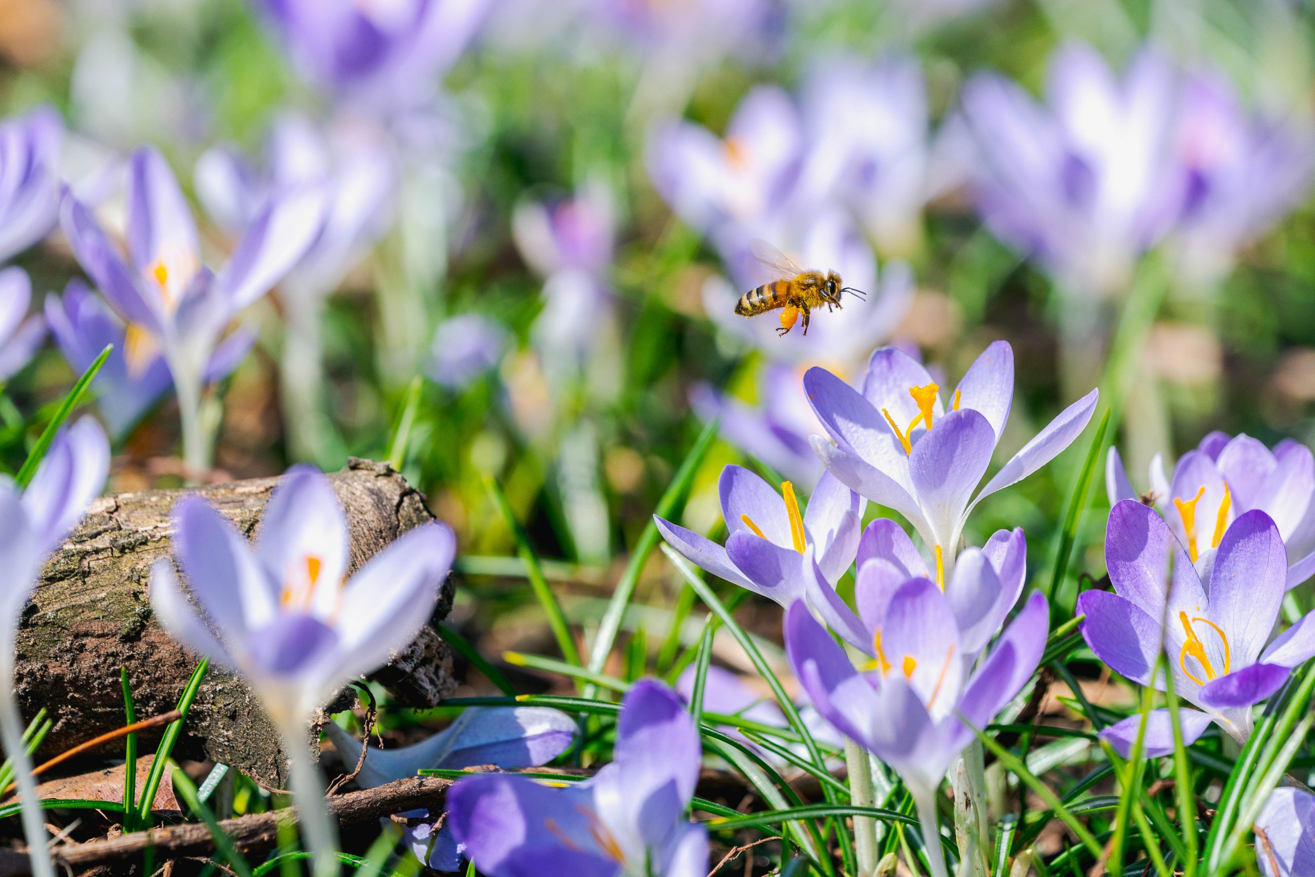 A bee hovers above a field of bright purple and yellow crocus flowers