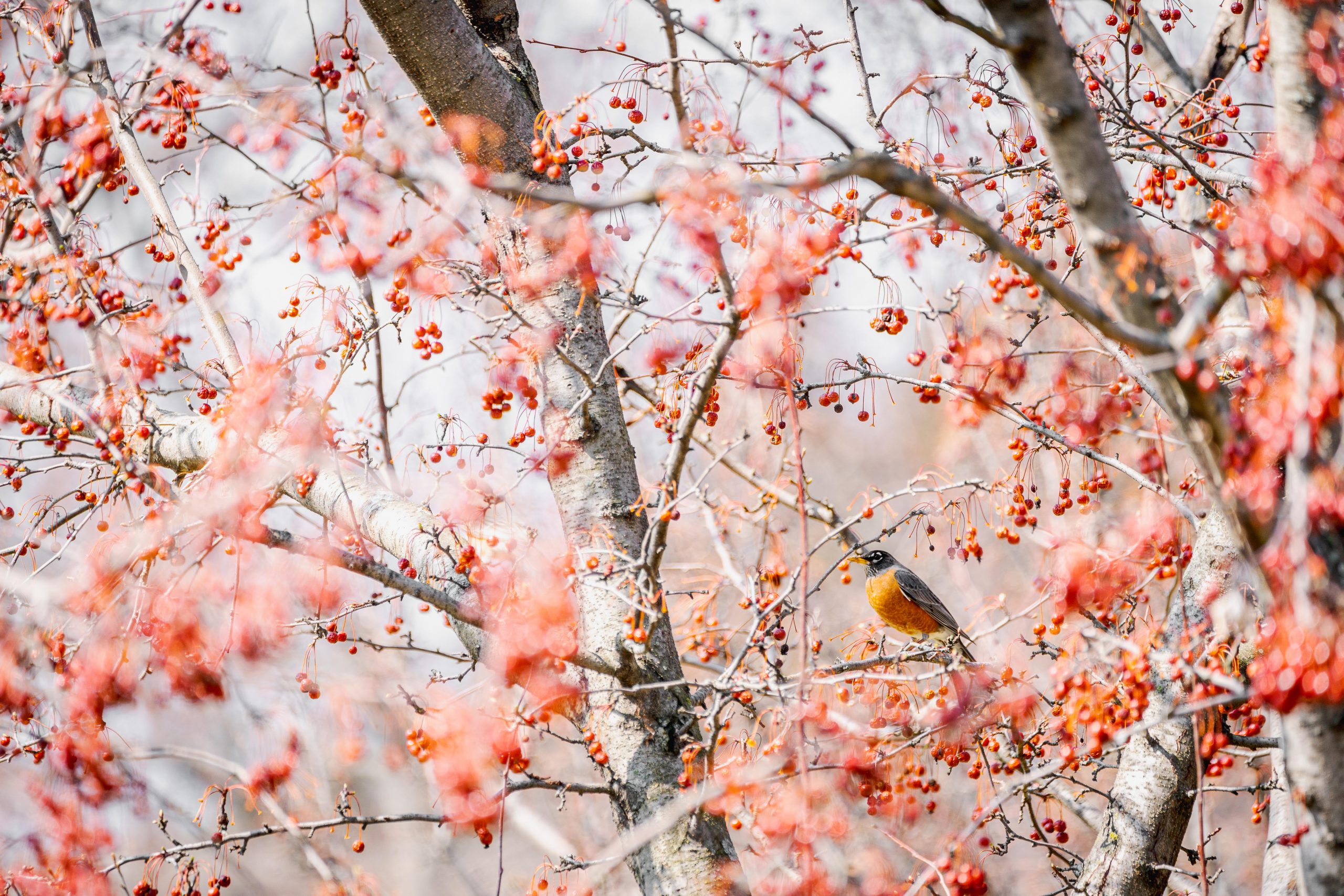 A brown and orange bird perches among a cloud of red berries on otherwise bare branches