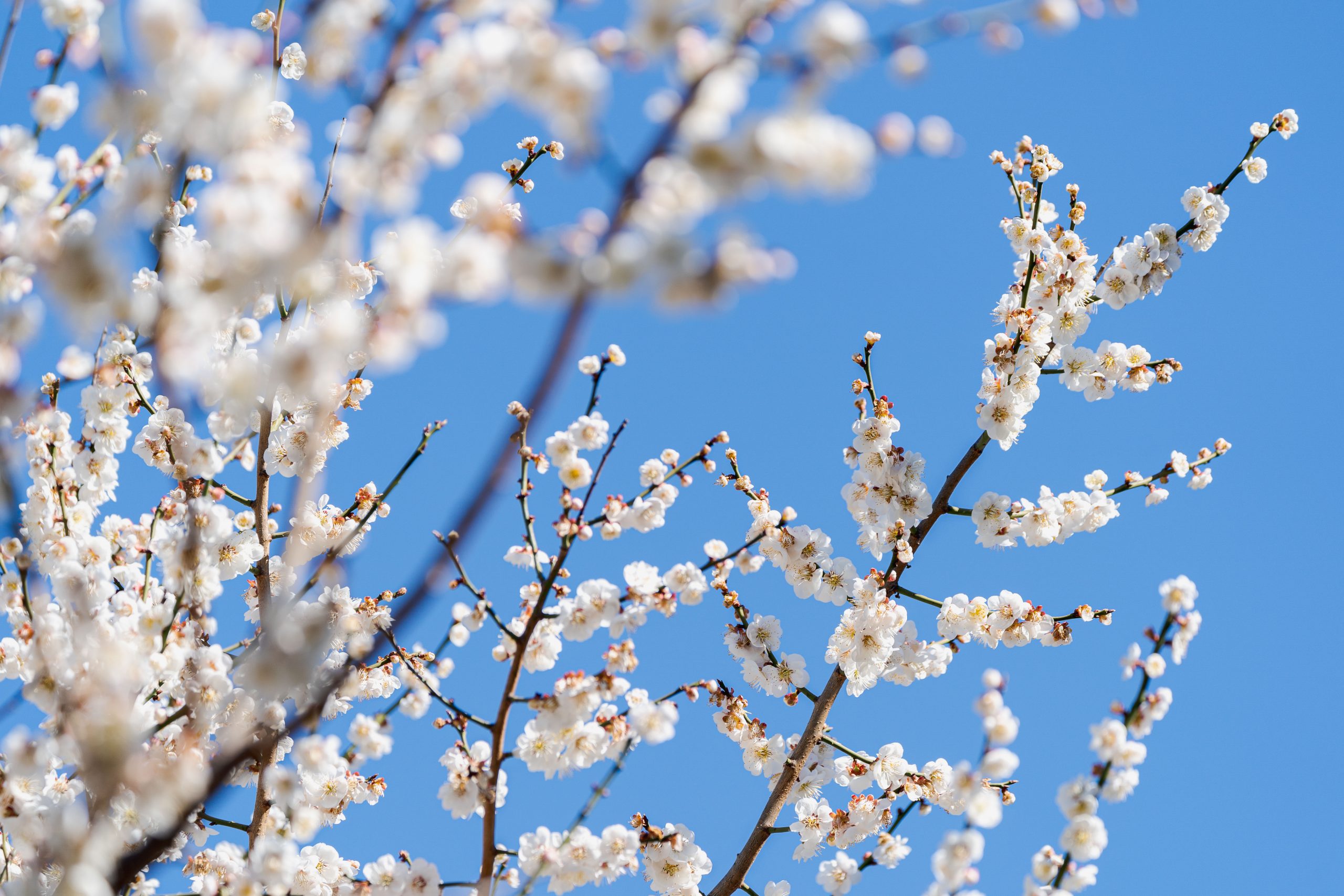 Small white flowers bloom in clusters before a pure blue sky