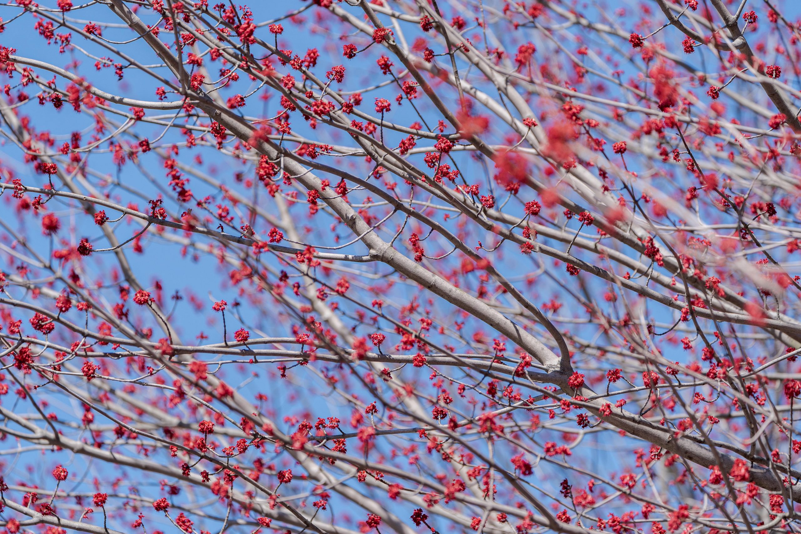 Small red flowers bloom in abundance with a blue sky beyond