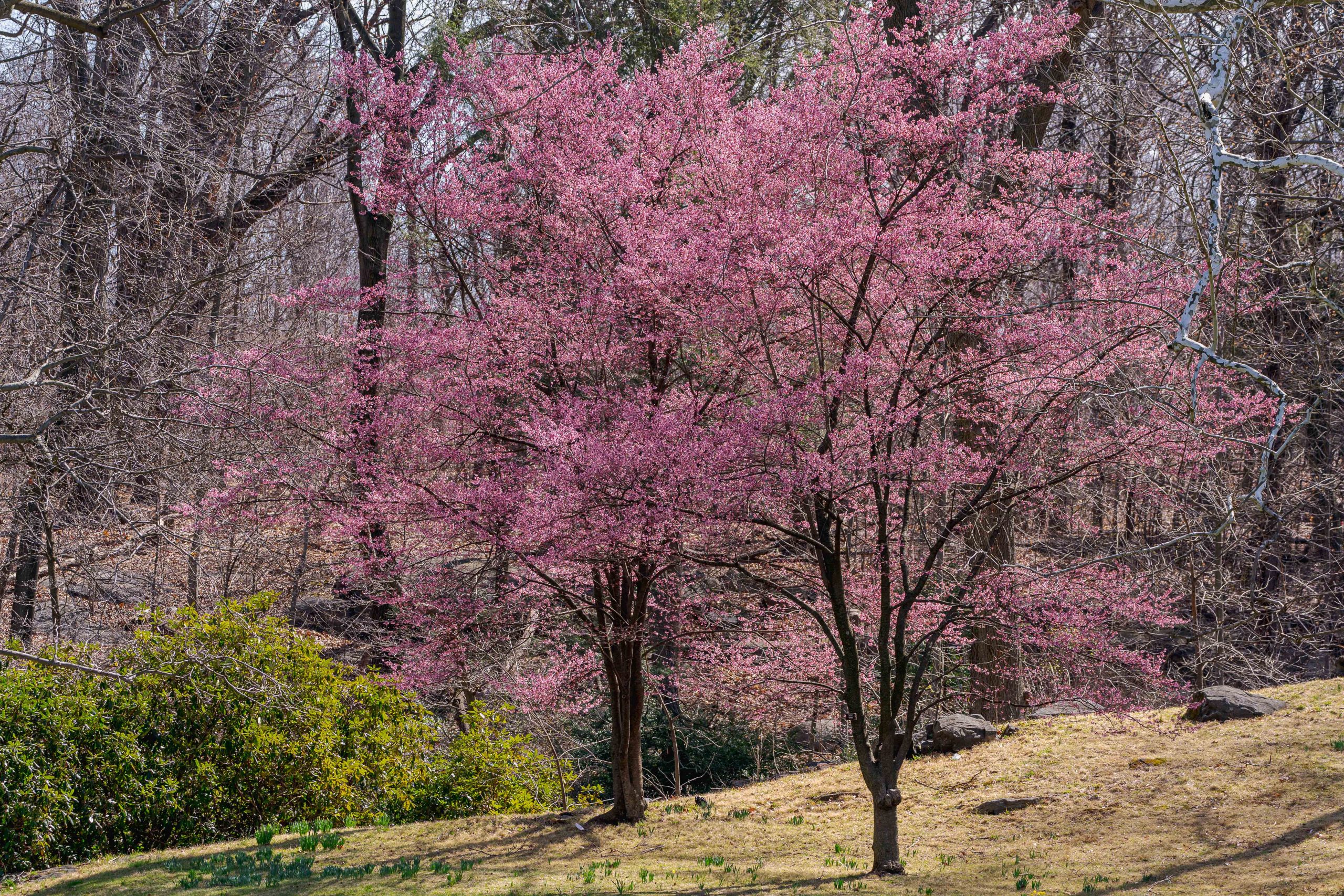 Dark trees bloom with bright pink flowers in a forest scene