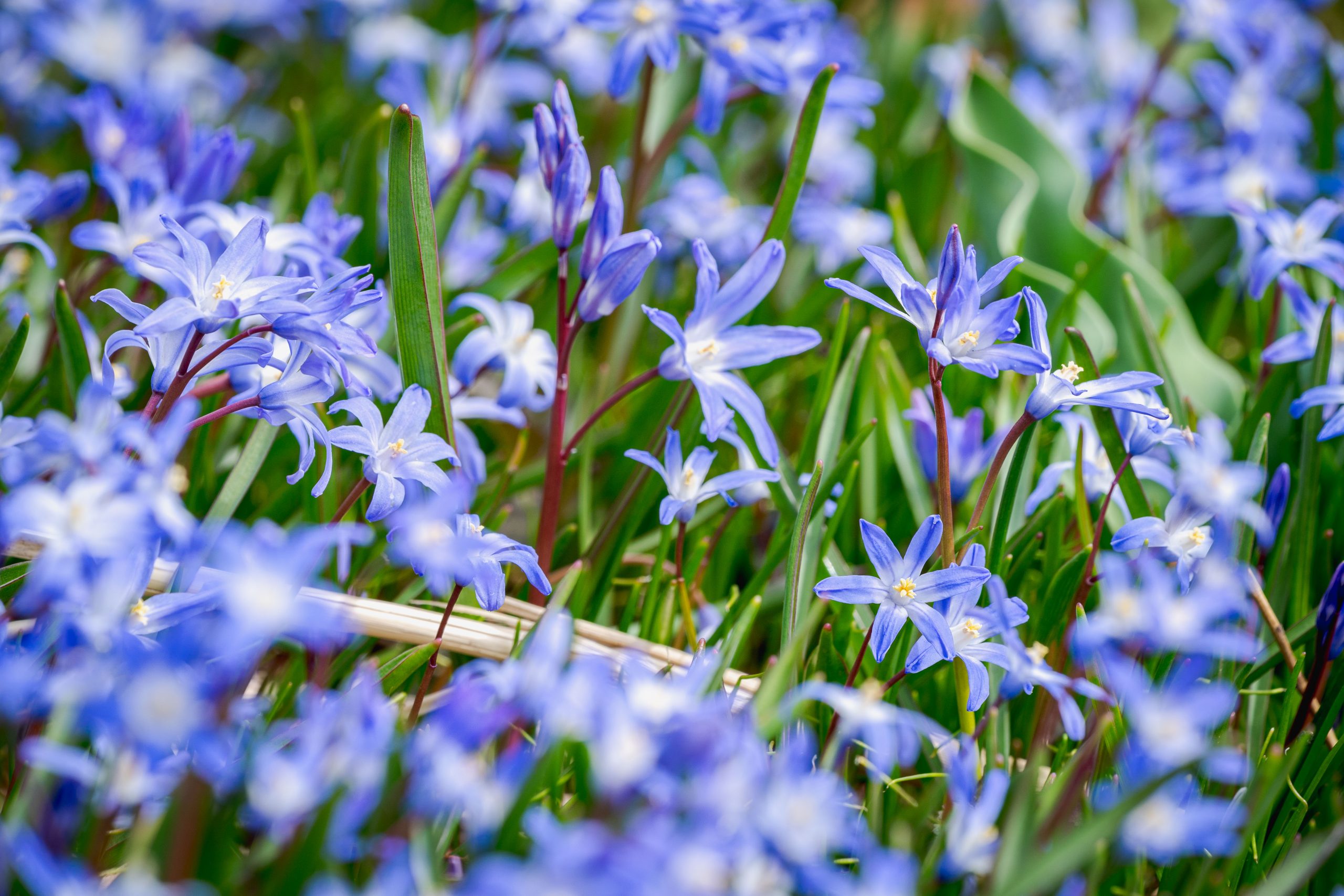 Many small purple flowers, shaped like trumpets, bloom among green grass