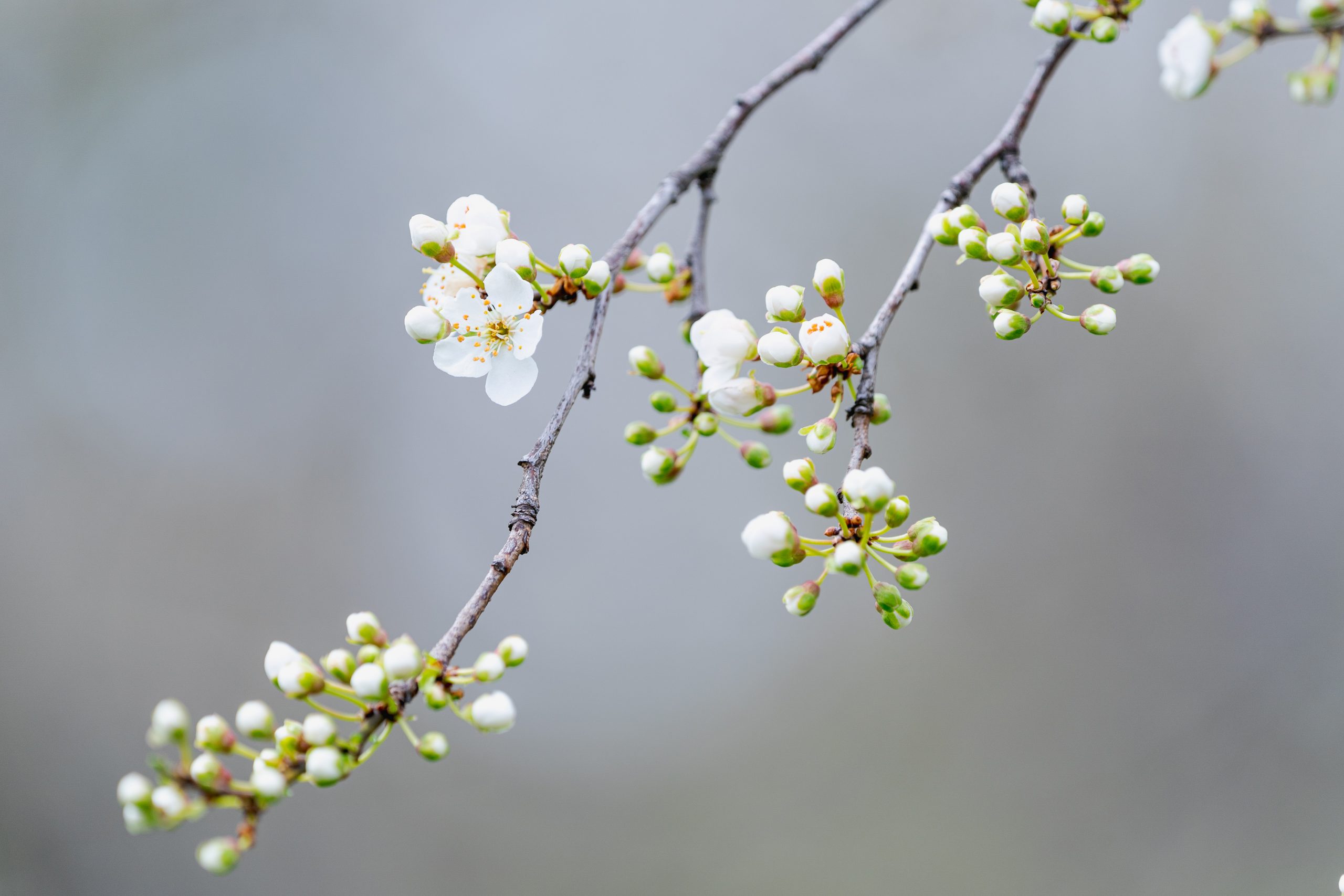 Dangling white flowers and green buds hang from the very tip of a tree branch