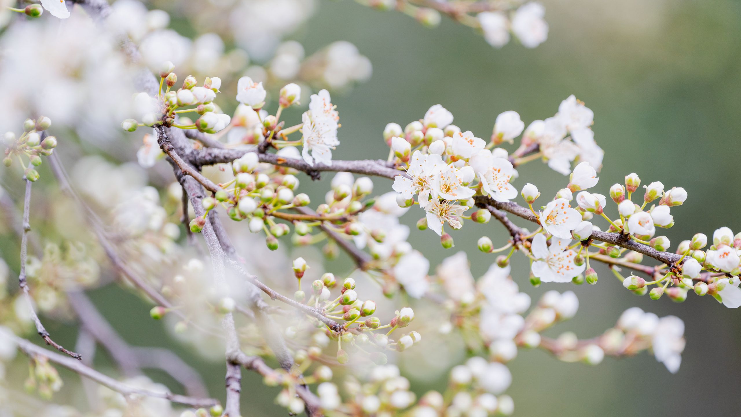 Small white flowers fill up the space on brown branches.