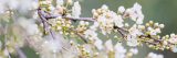 Small white flowers fill up the space on brown branches.